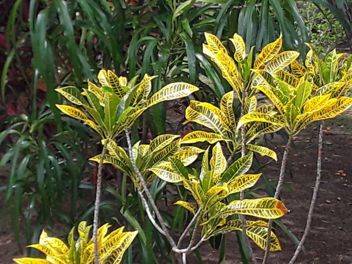 Suduweli Beauties Of Nature - Yala Kirinda  Exterior foto